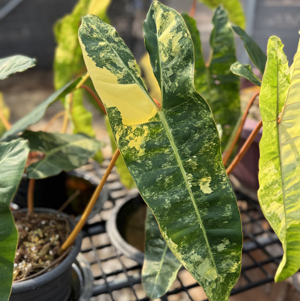 Philodendron