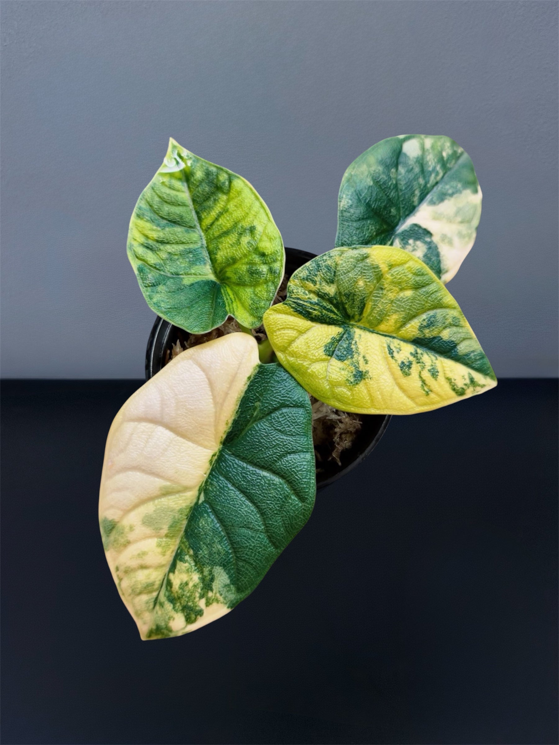 Alocasia 'Melo' Aurea Variegated (wk15-O)