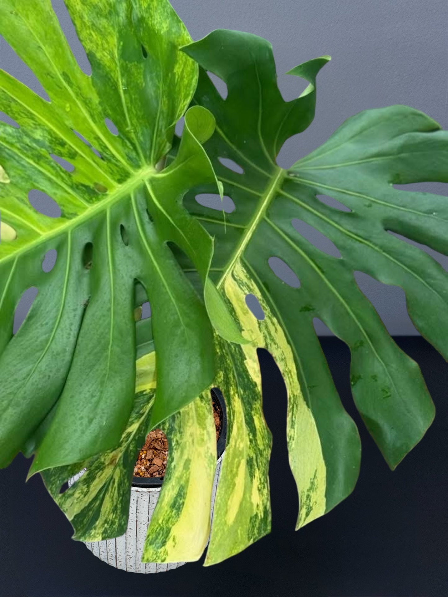 Monstera Yellow Marilyn Variegated