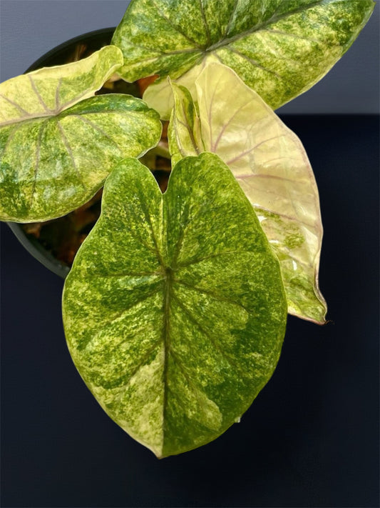Alocasia Serendipity Gold Variegated