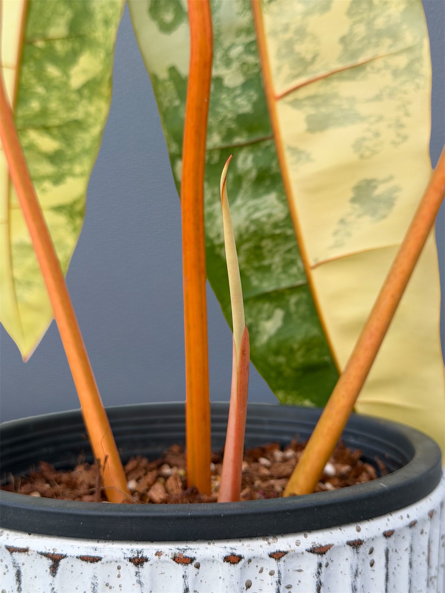 Philodendron Billietiae Variegated