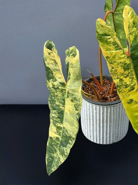 Philodendron Billietiae Variegated
