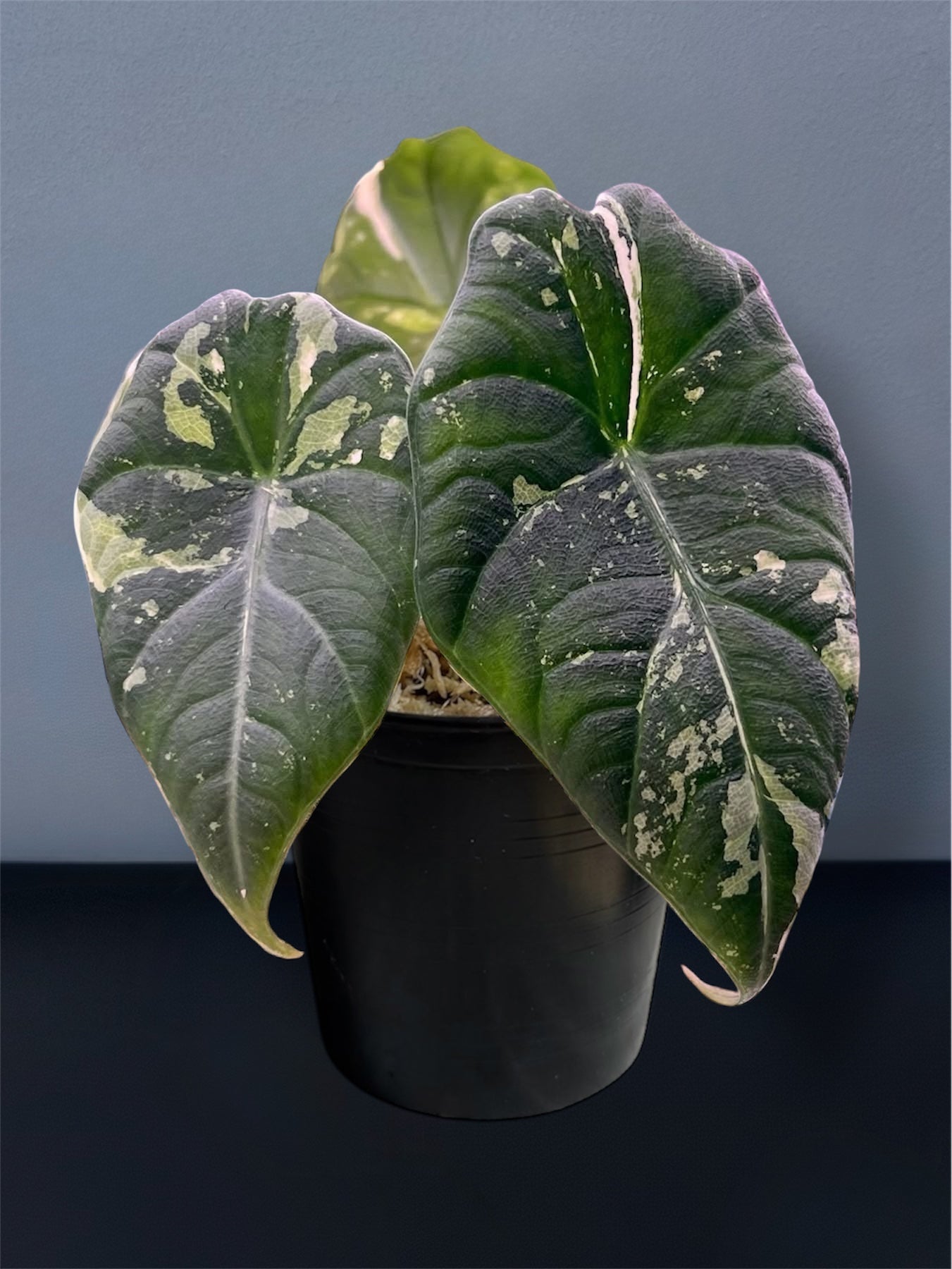 Alocasia Maharani Albo Variegated