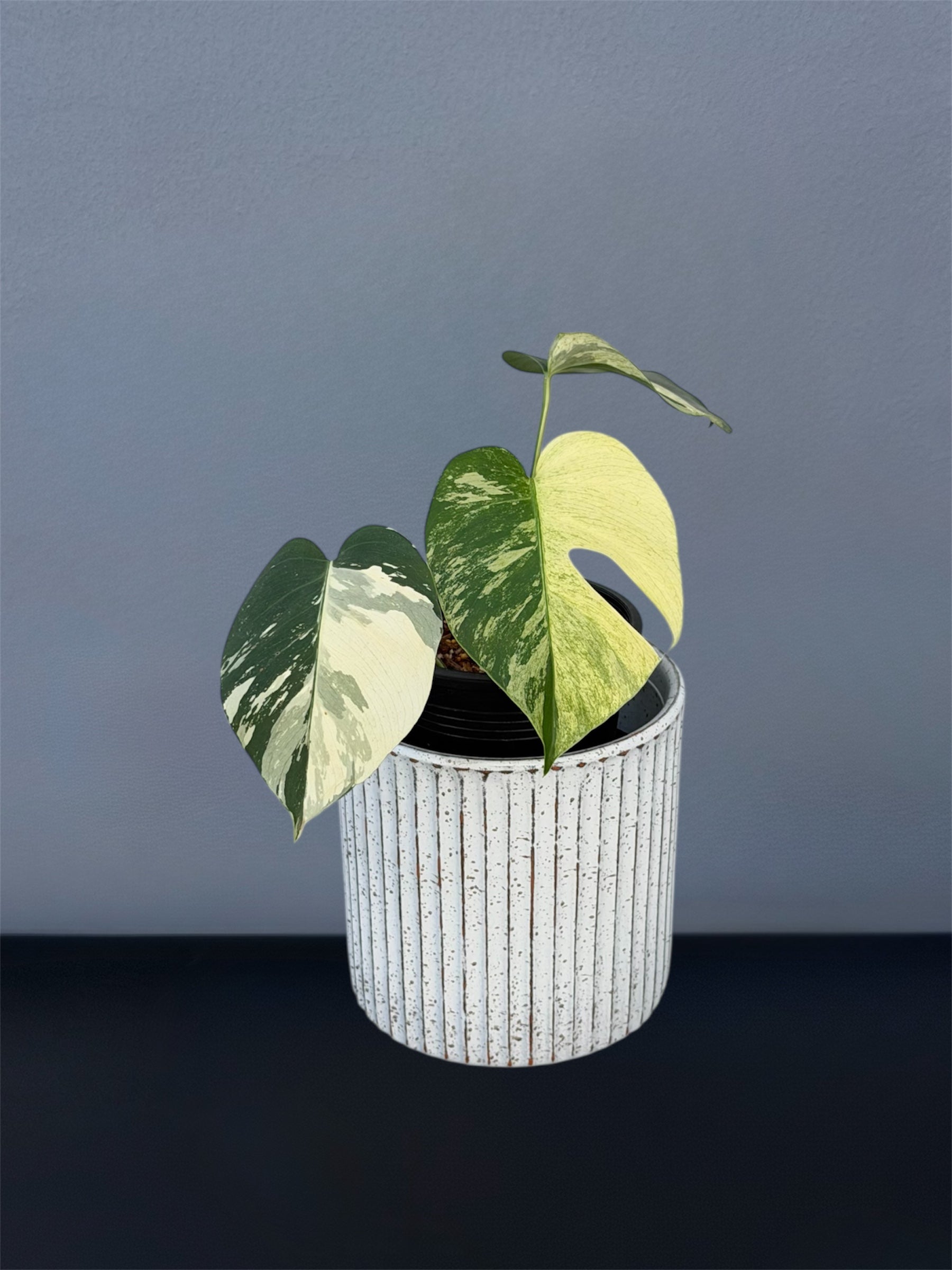 Monstera Jungle Mint – Small Size – Siamplantes