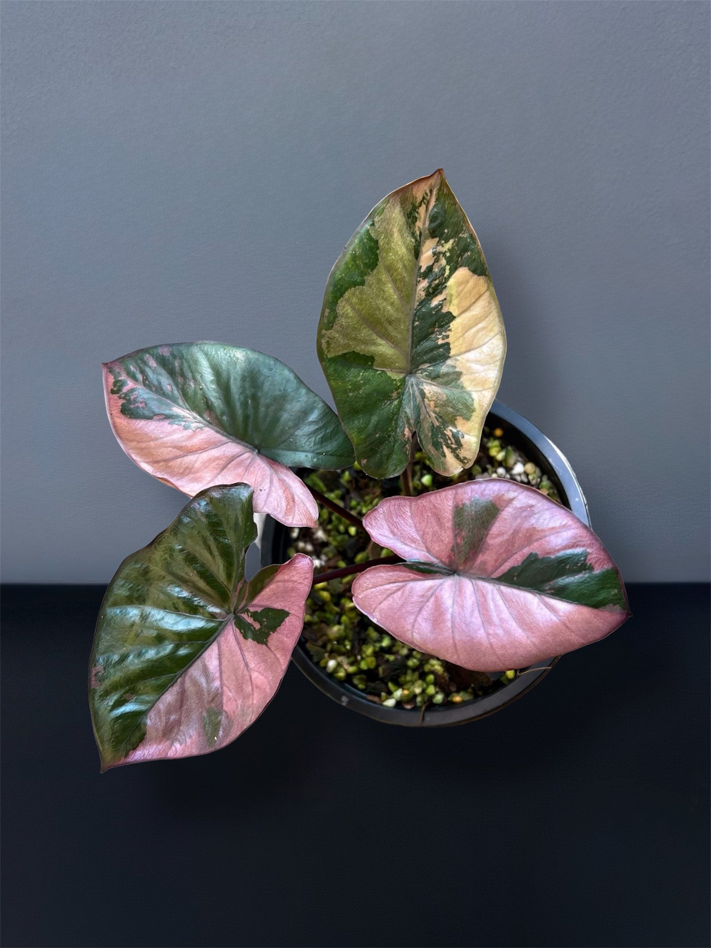 Alocasia Serendipity Pink Variegated