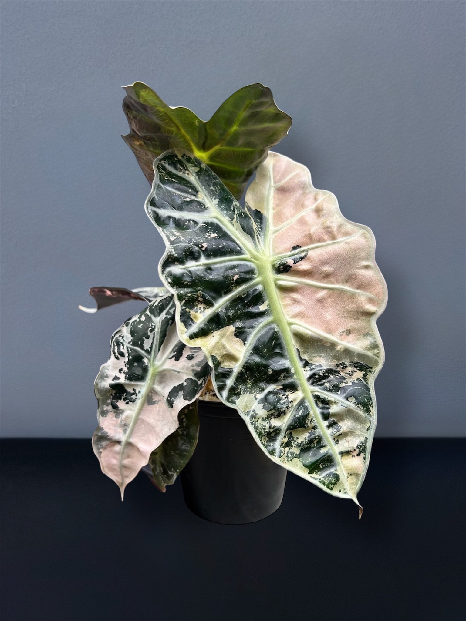 Alocasia Amazonica Polly Pink Variegated – Siamplantes