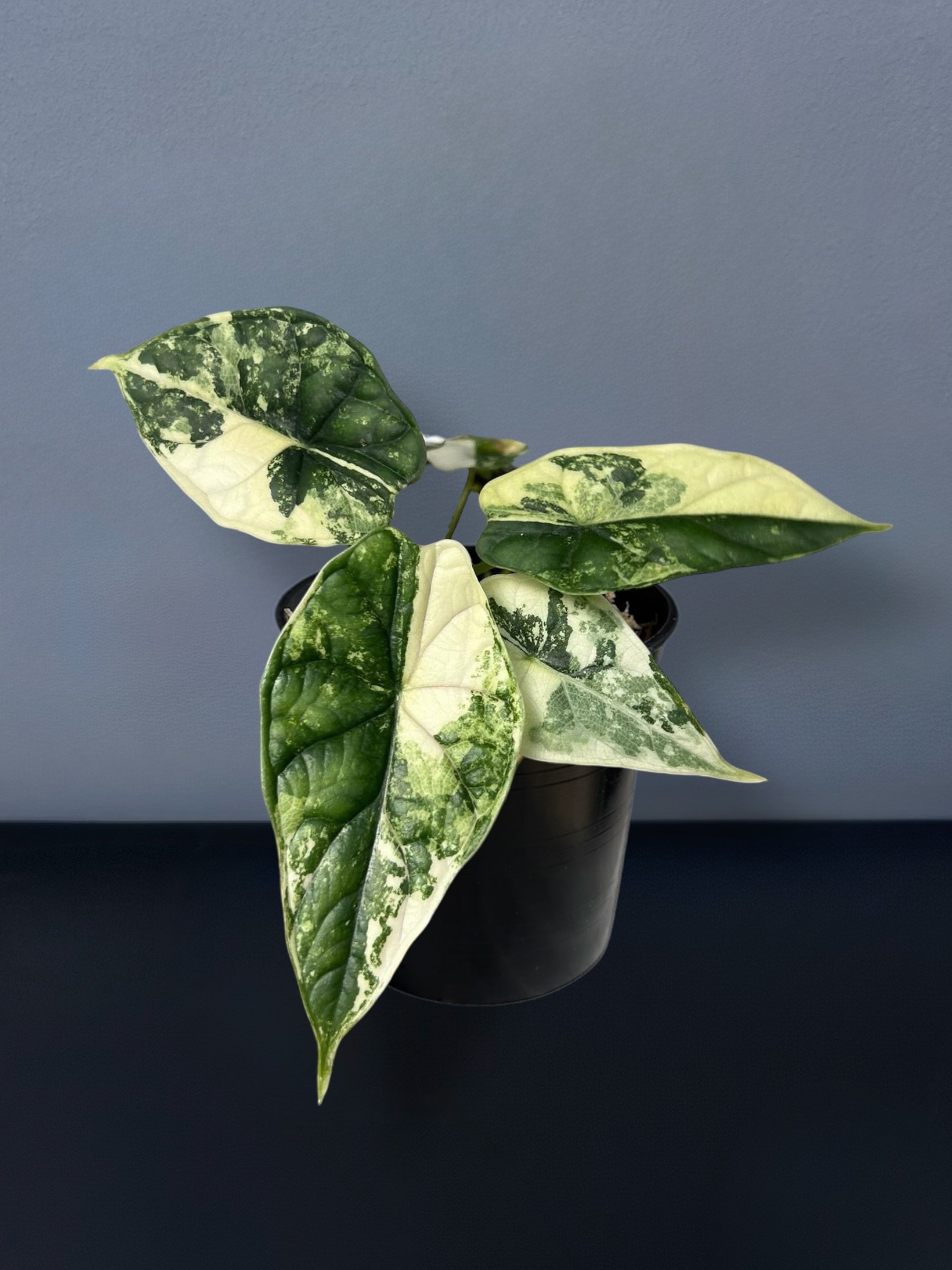 dragon scale variegata Alocasia 'Silver Dragon' albo variegated (wk18-L)