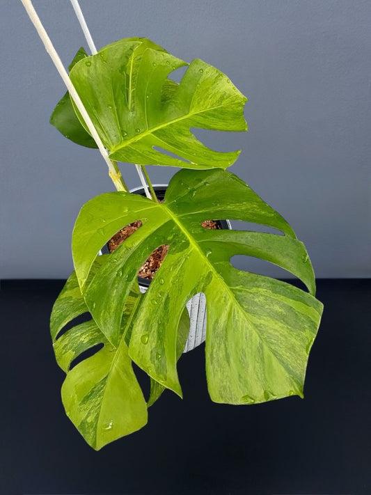 Monstera Green on Green Variegated