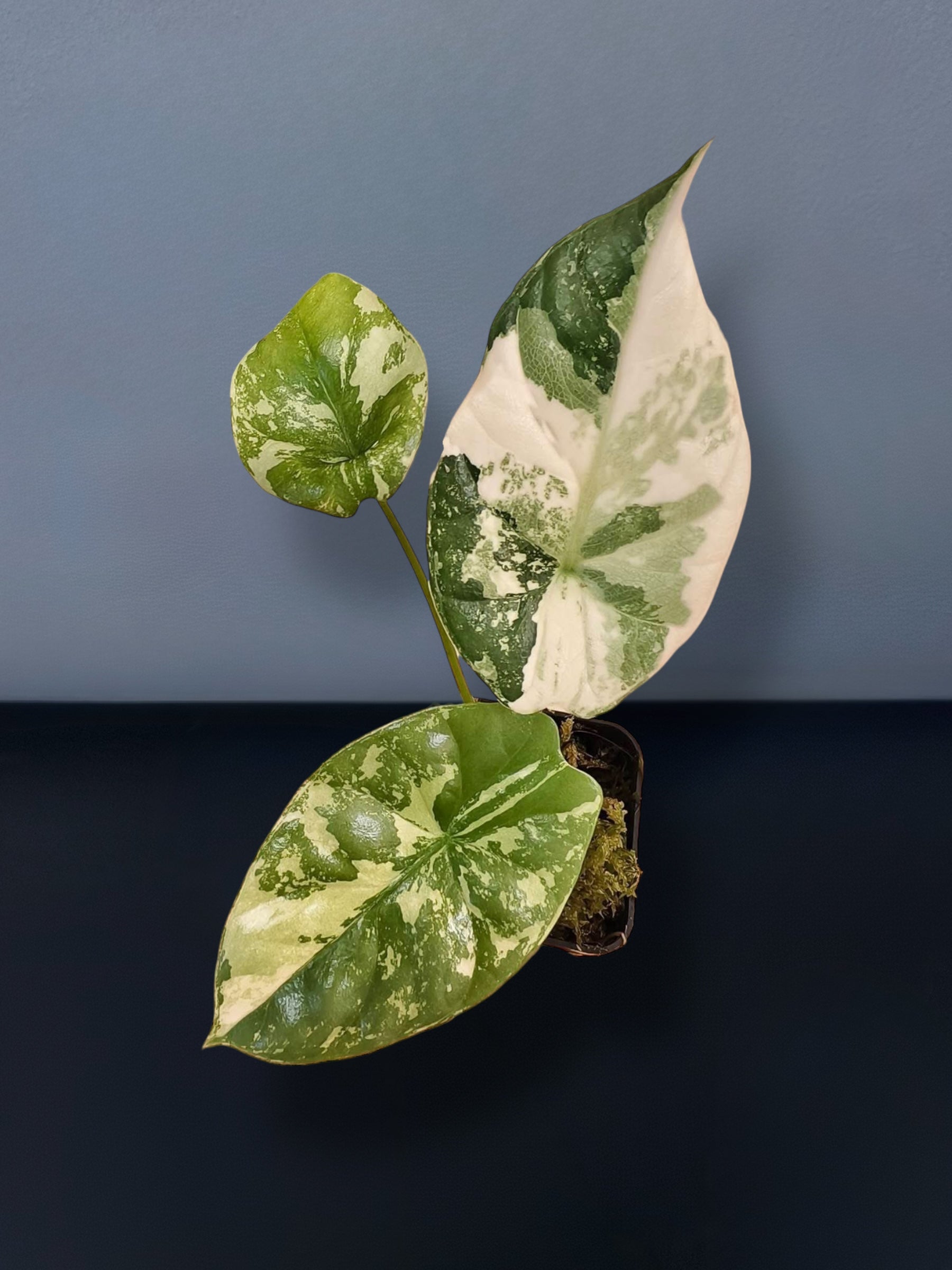 Alocasia Sinuata Albo Variegated – Siamplantes