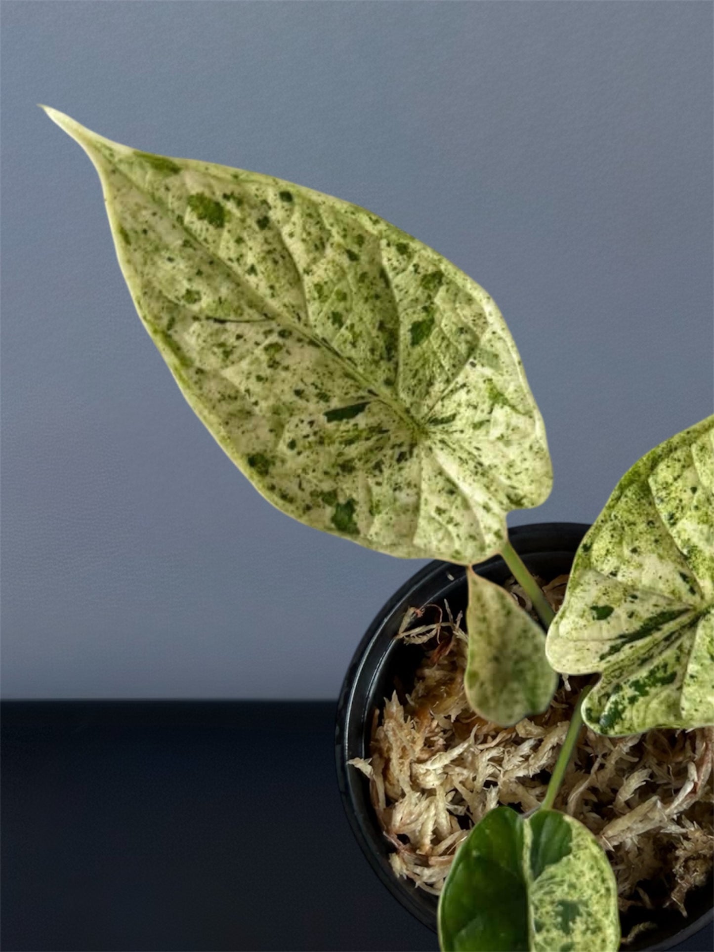 Alocasia Dragon Scale Mint Variegated