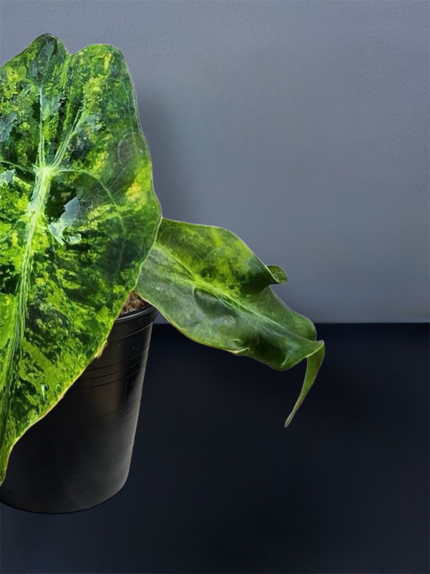 Alocasia Venom Aurea Variegated