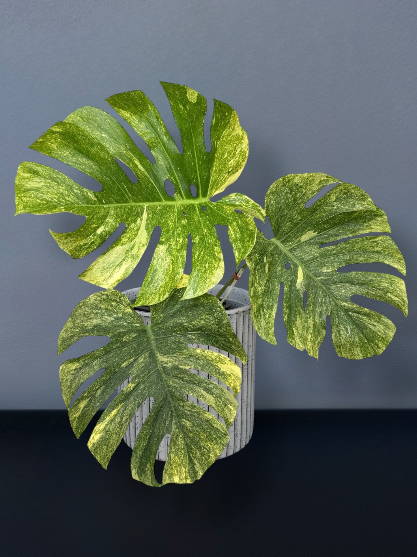 Monstera Deliciosa Green Snow Variegated