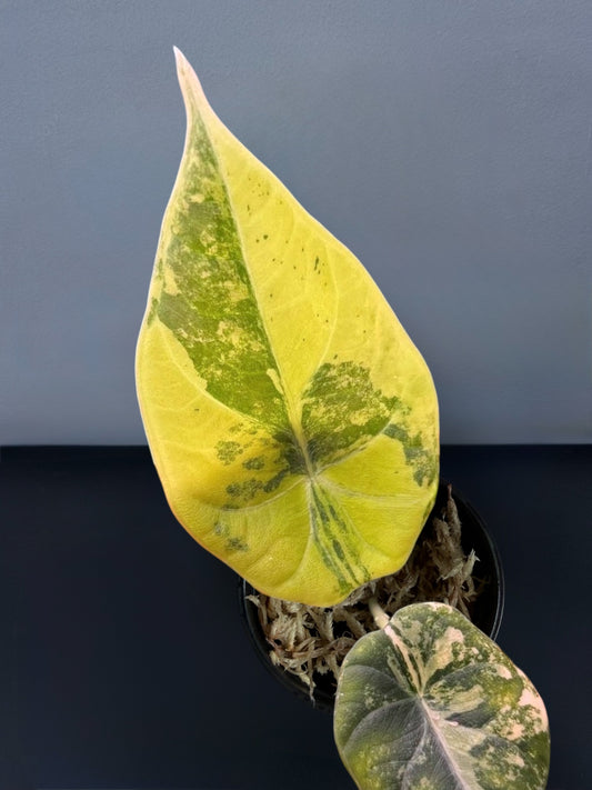 Alocasia Maharani Gold Lime Variegated