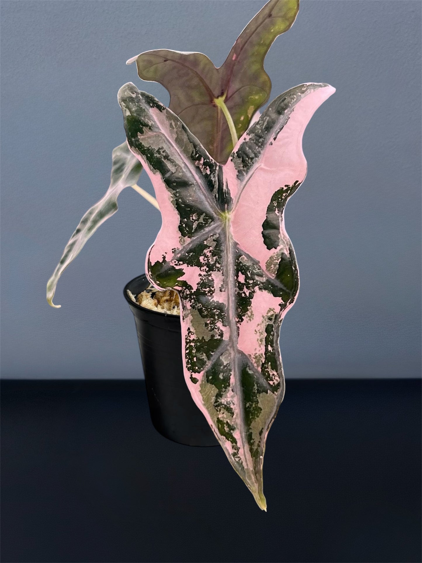 Alocasia Nobilis Pink K Version Variegated
