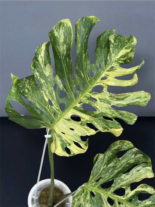 Monstera Deliciosa Ocean Mint Variegated