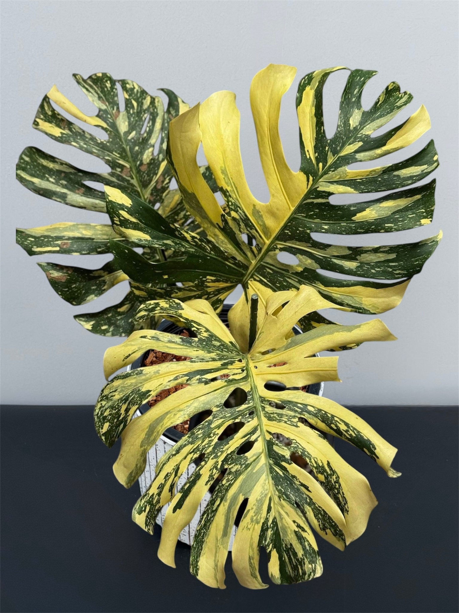 big monstera thai constellation Monstera Thai Constellation Creme Brulee