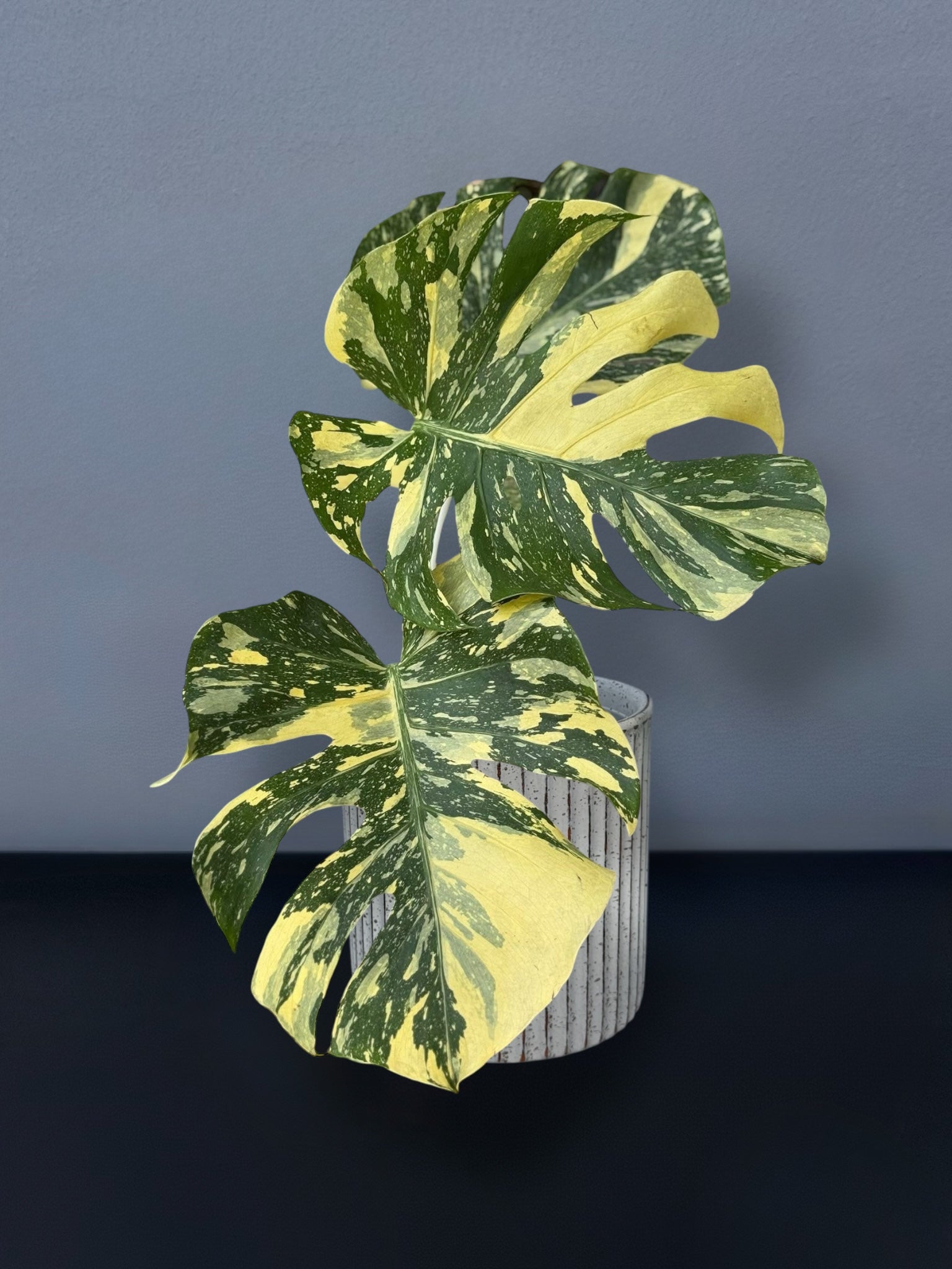 Monstera Ivory Variegated – Siamplantes