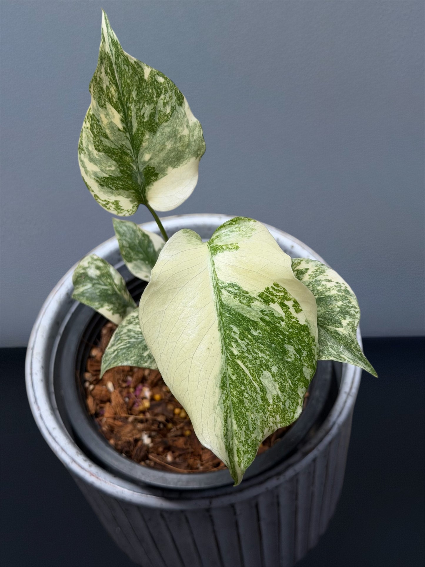 Monstera Thai Constellation Creme Brulee