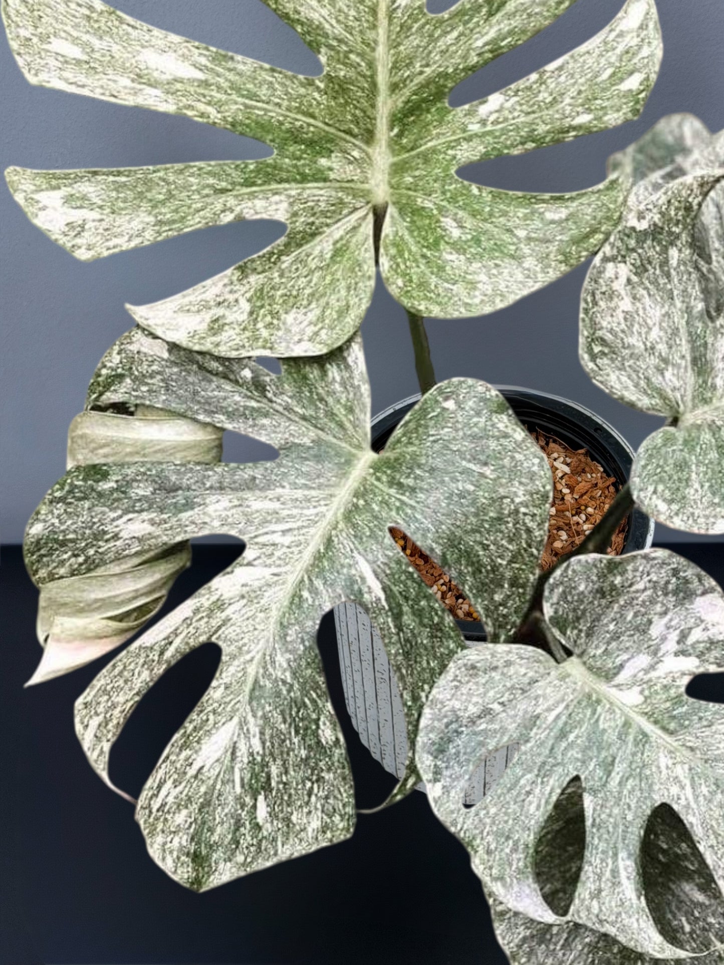 Monstera Deliciosa White Monster Variegated