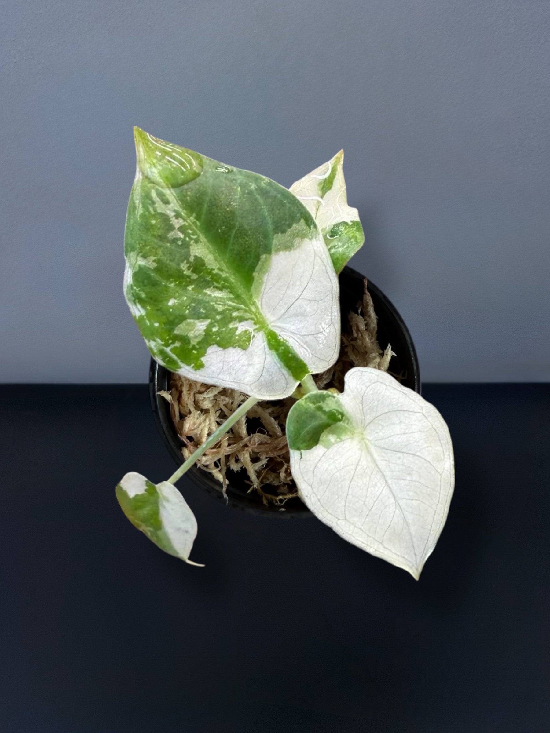 アロカシア Regal Shield Albo Corm 一つ Alocasia Regal Shield Albo Variegated – Siamplantes