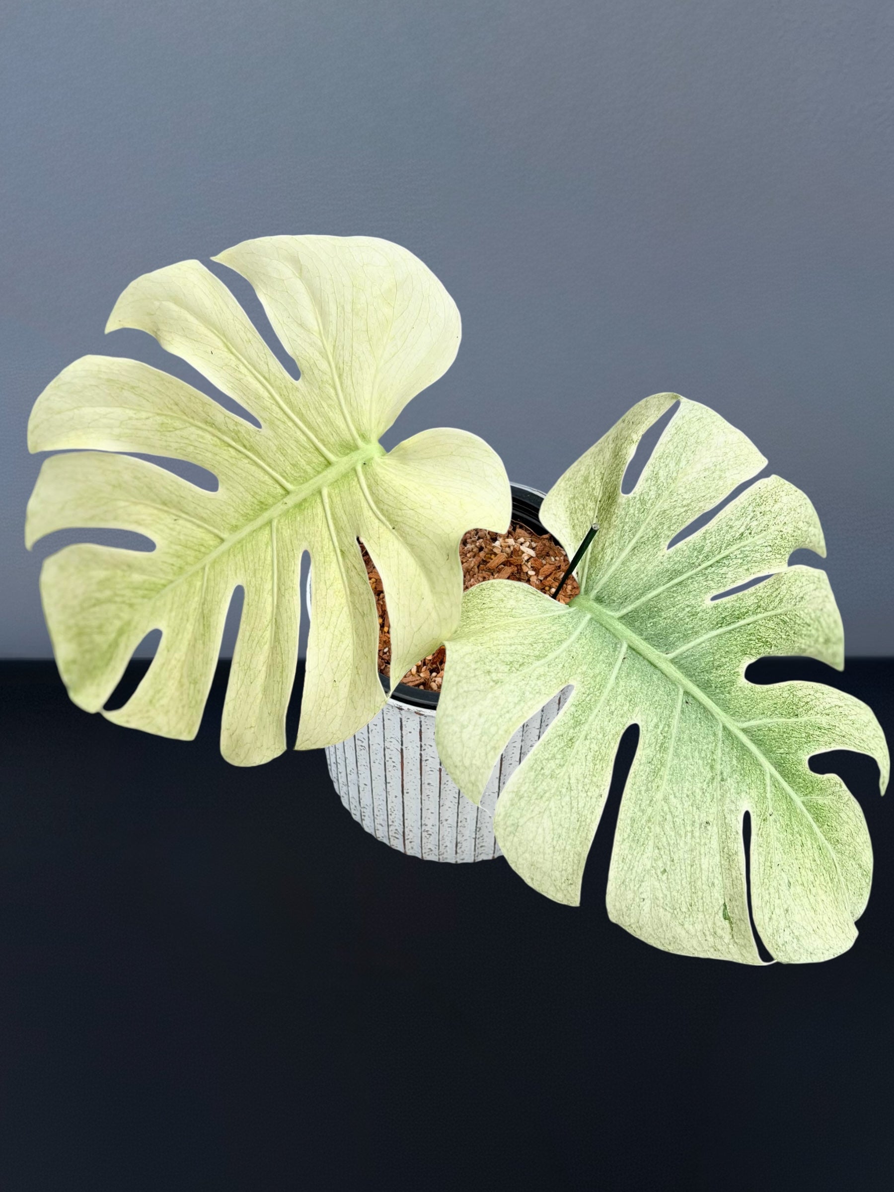 Monstera Sphinx Mint Variegated – Siamplantes