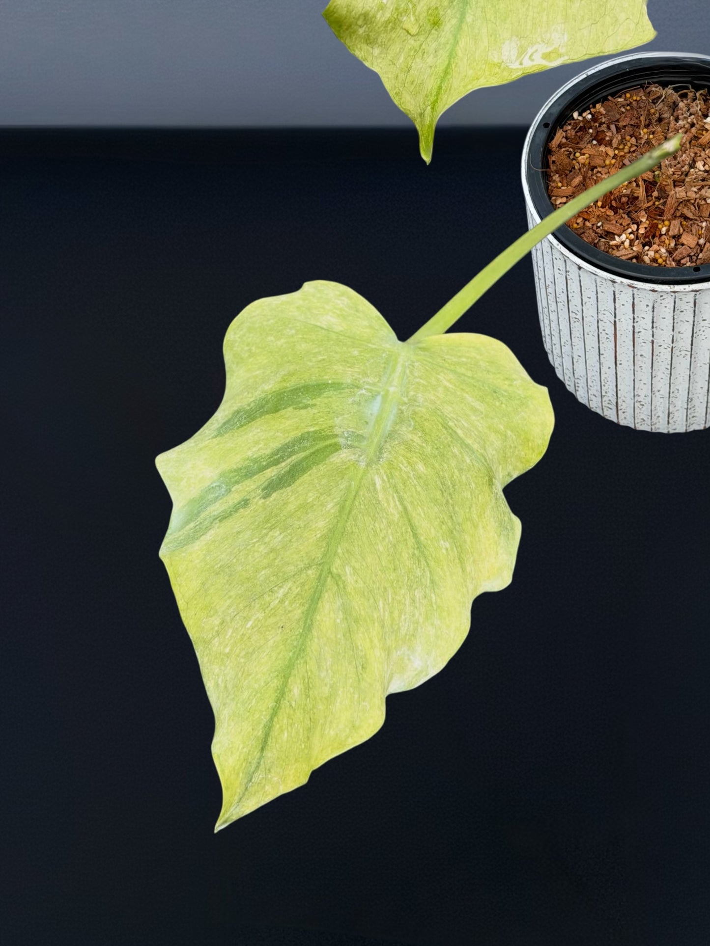 Monstera Deliciosa Jade Goblin Octopus Variegated