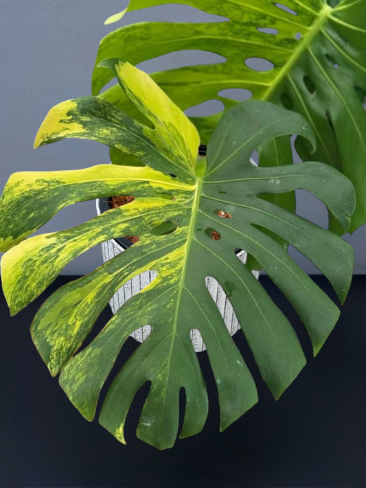 Monstera Yellow Marilyn Variegated