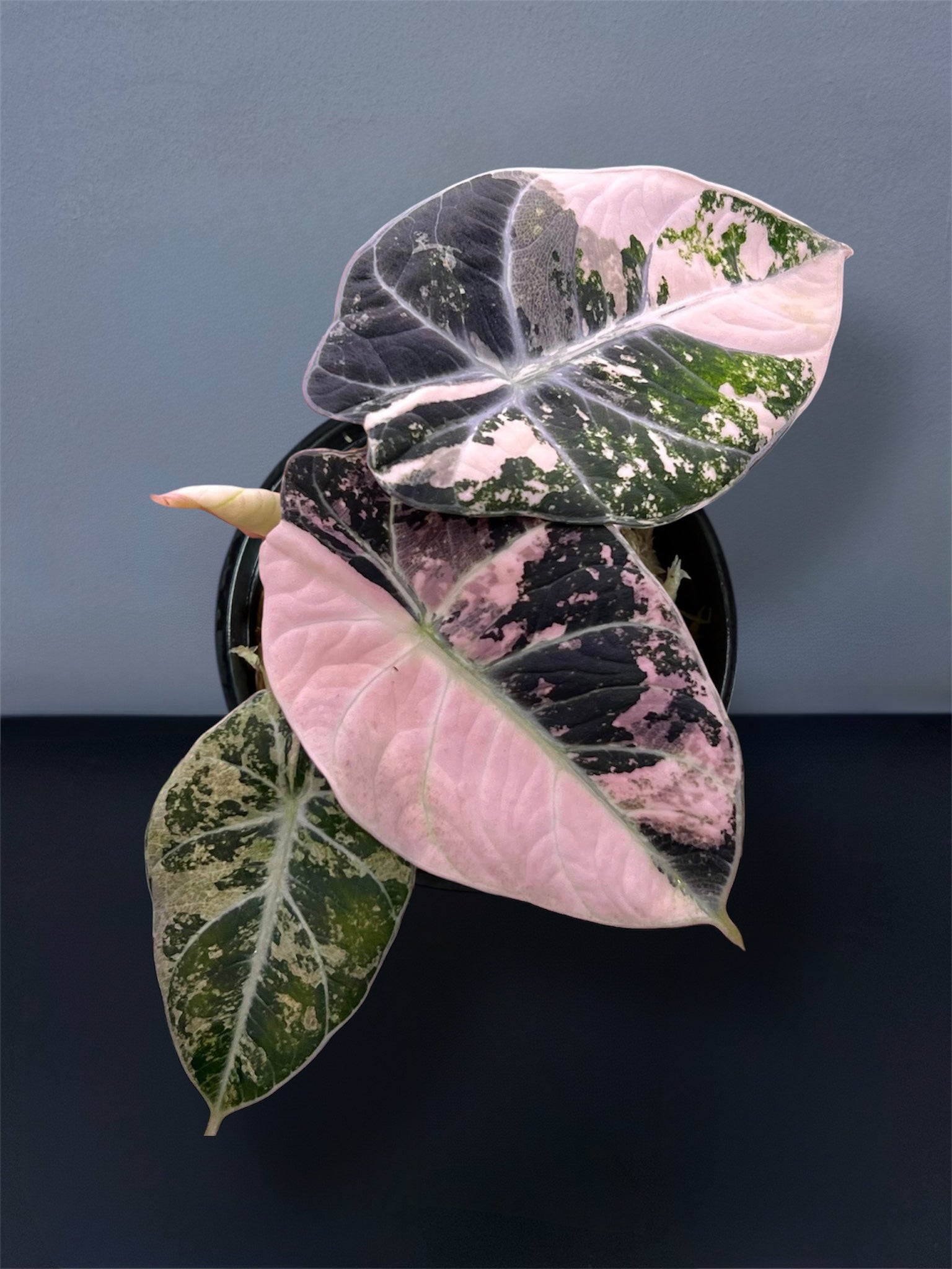 Alocasia Black Velvet Pink Variegated