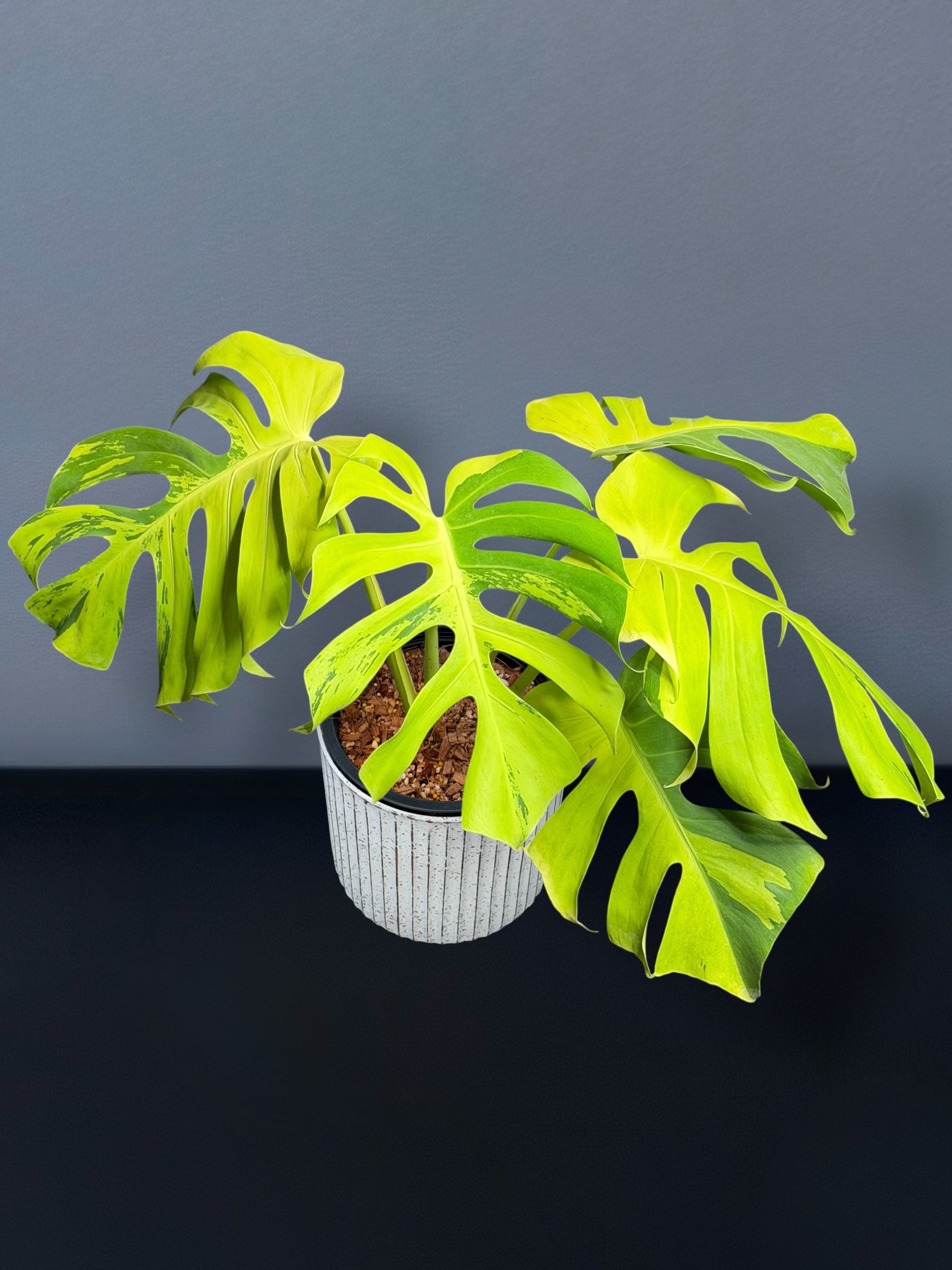 Monstera Deliciosa Light Lime Variegated – Siamplantes