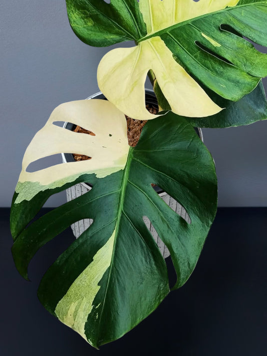 Monstera Deliciosa Fish Bone Variegated