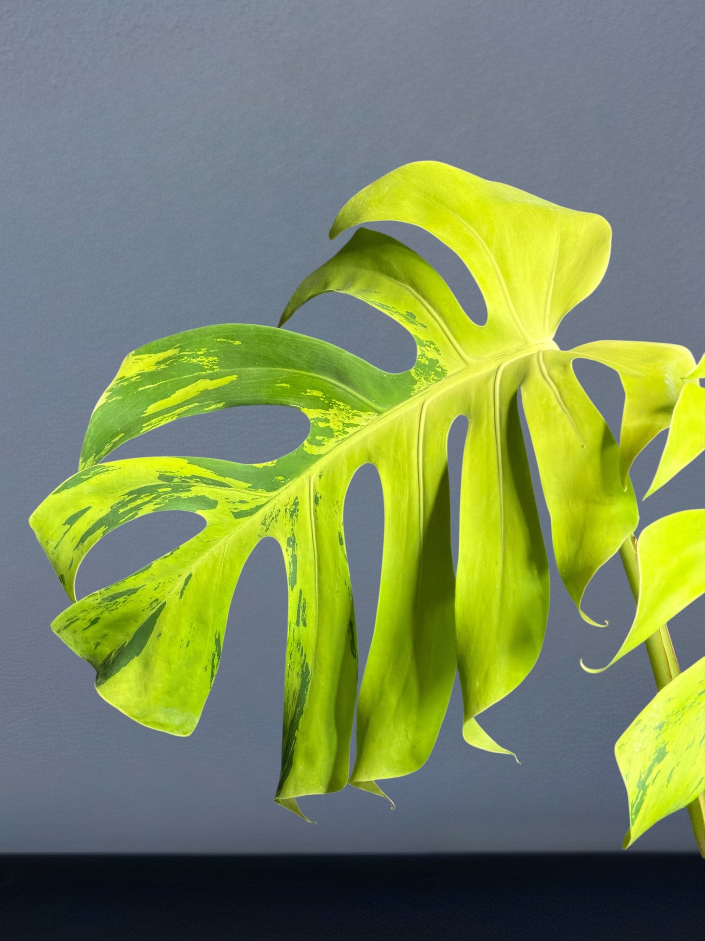 Monstera Deliciosa Light Lime Variegated