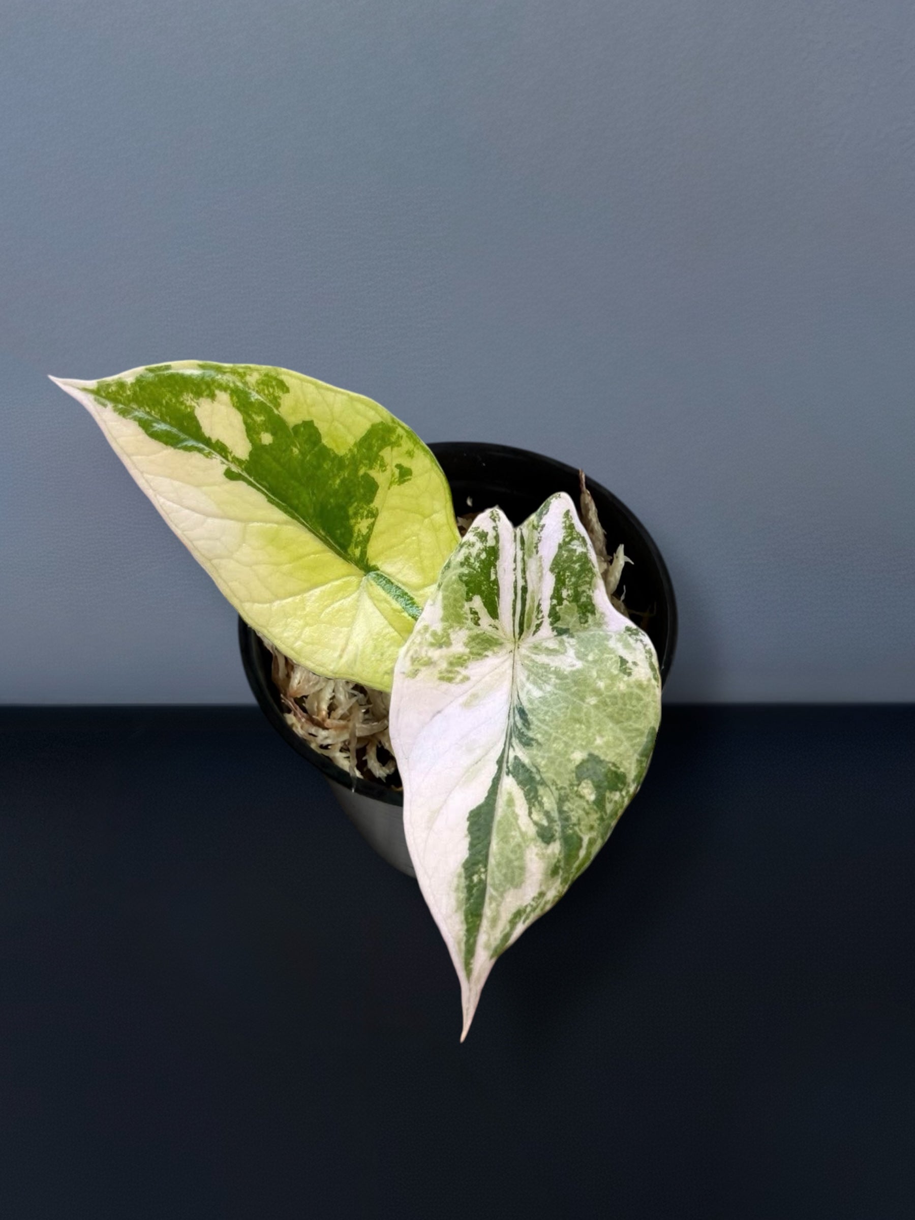美株　Alocasia scalprum 'Variegata' Alocasia Scalprum White Creme Variegated – Siamplantes