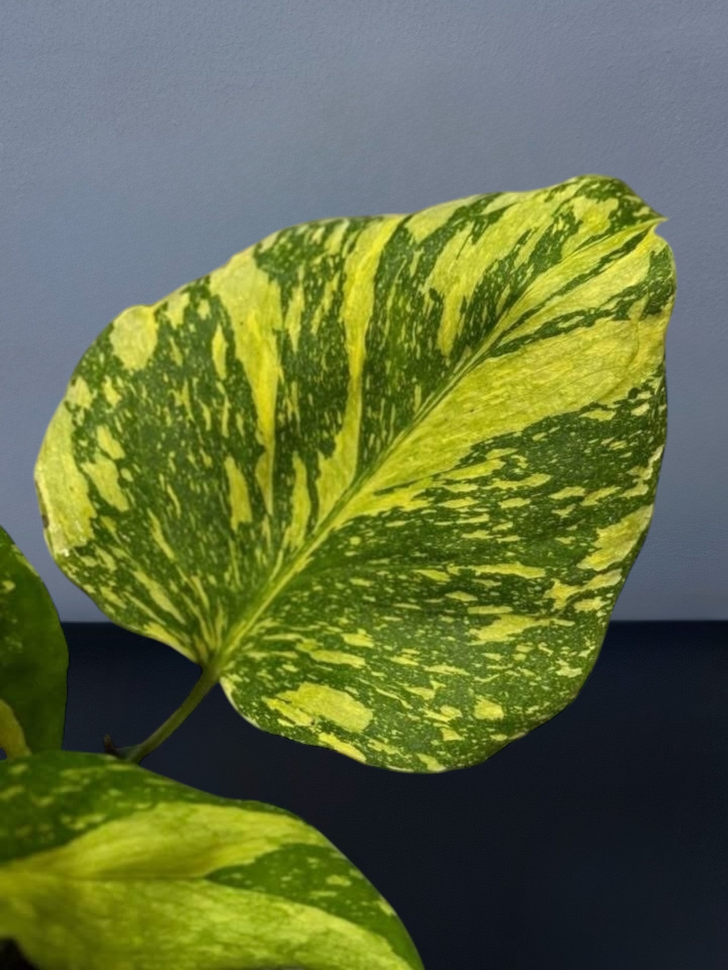 Monstera Electro Light Variegated
