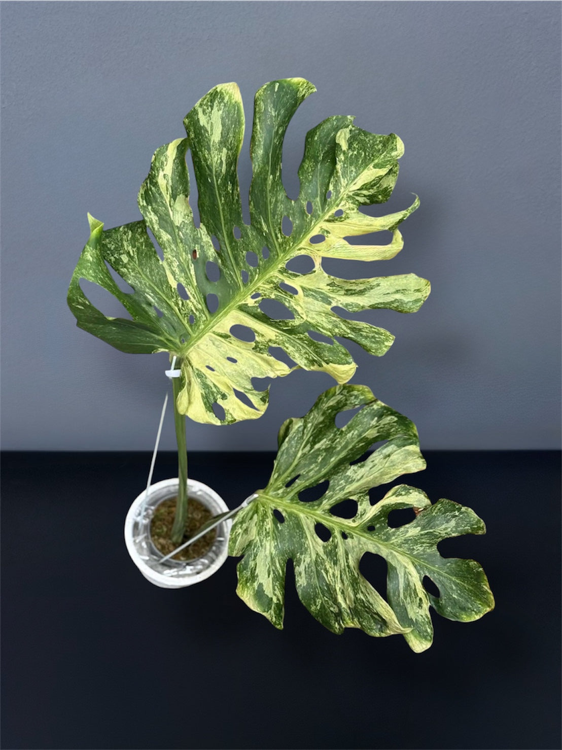 monstera green mint Monstera Deliciosa Ocean Mint Variegated – Siamplantes