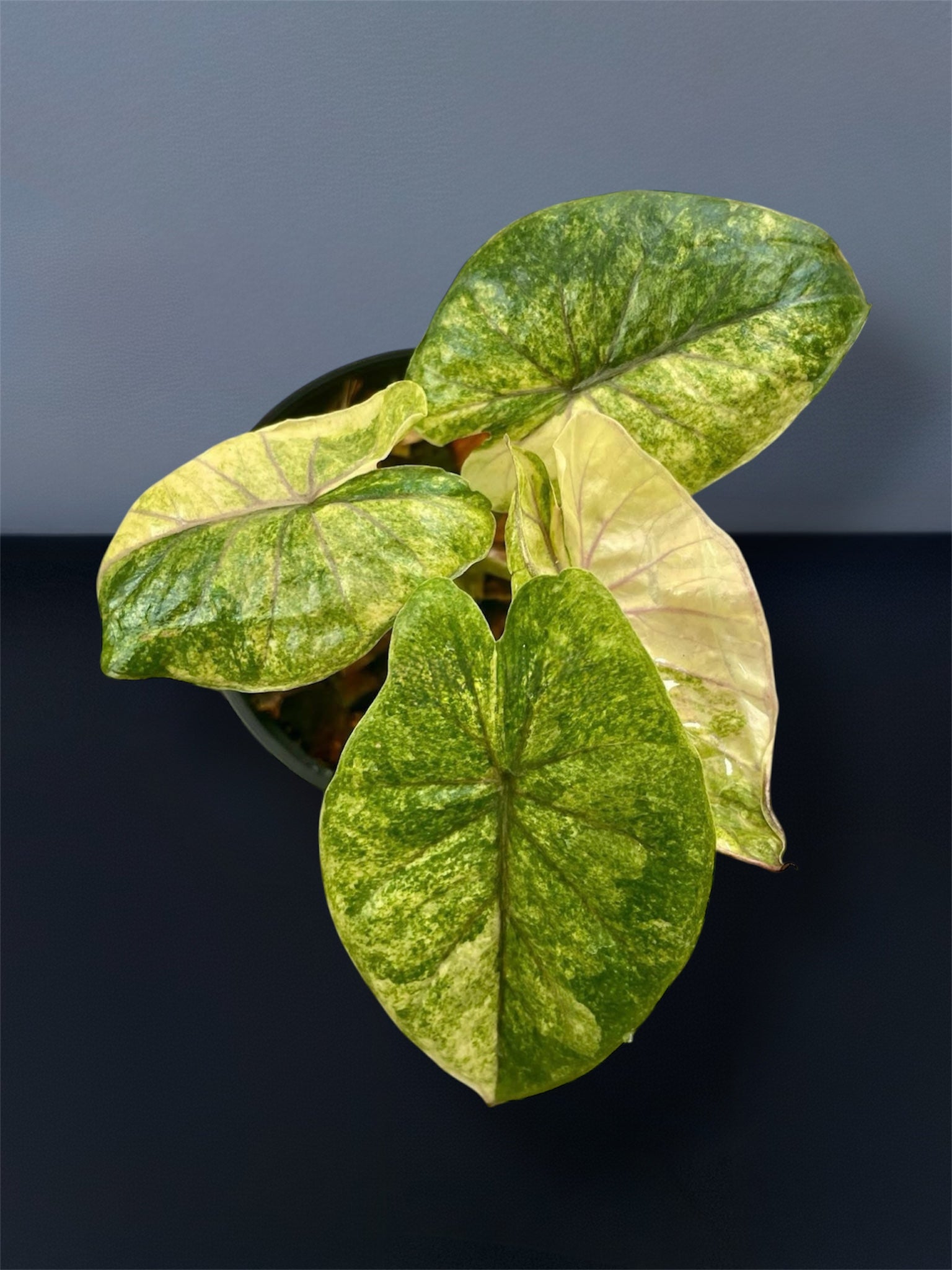 も*る様 Alocasia Serendipity variegated Alocasia Serendipity Gold Variegated – Siamplantes