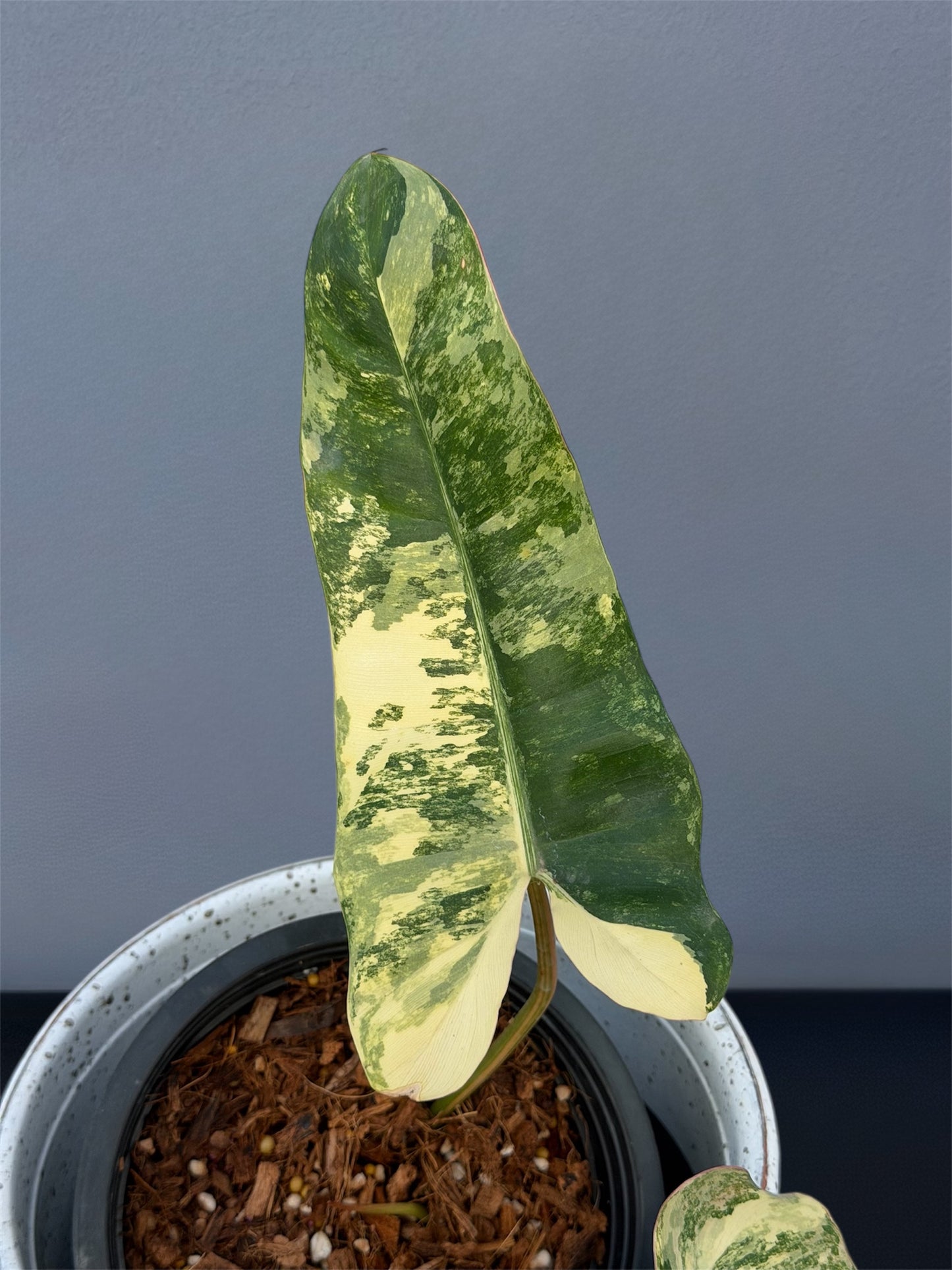 Philodendron Florida Beauty x Mayoi x Billietiae
