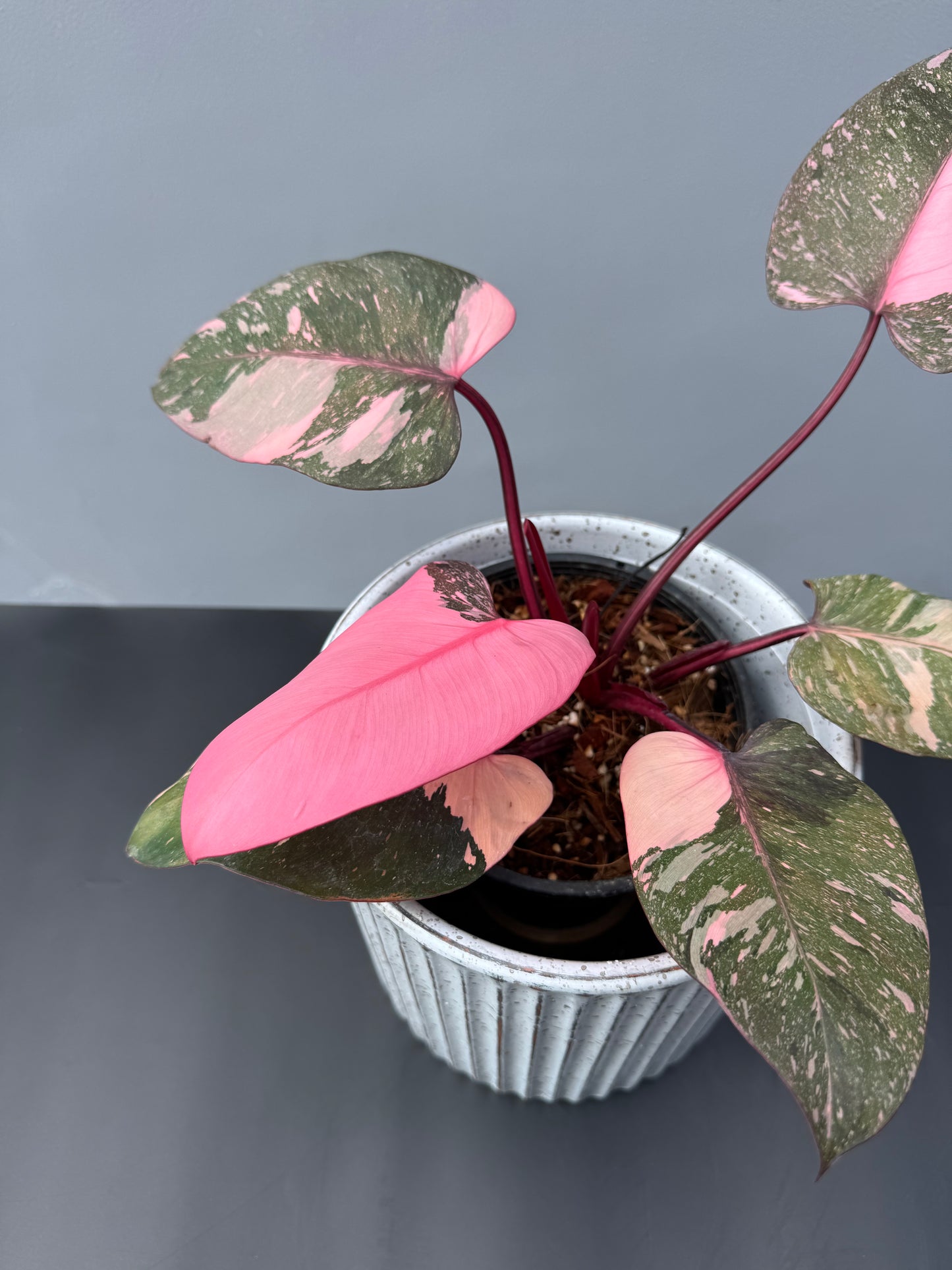 Philodendron Pink Princess Galaxy