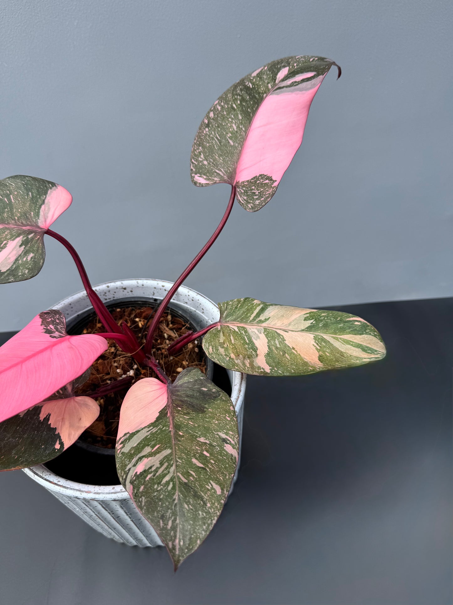 Philodendron Pink Princess Galaxy