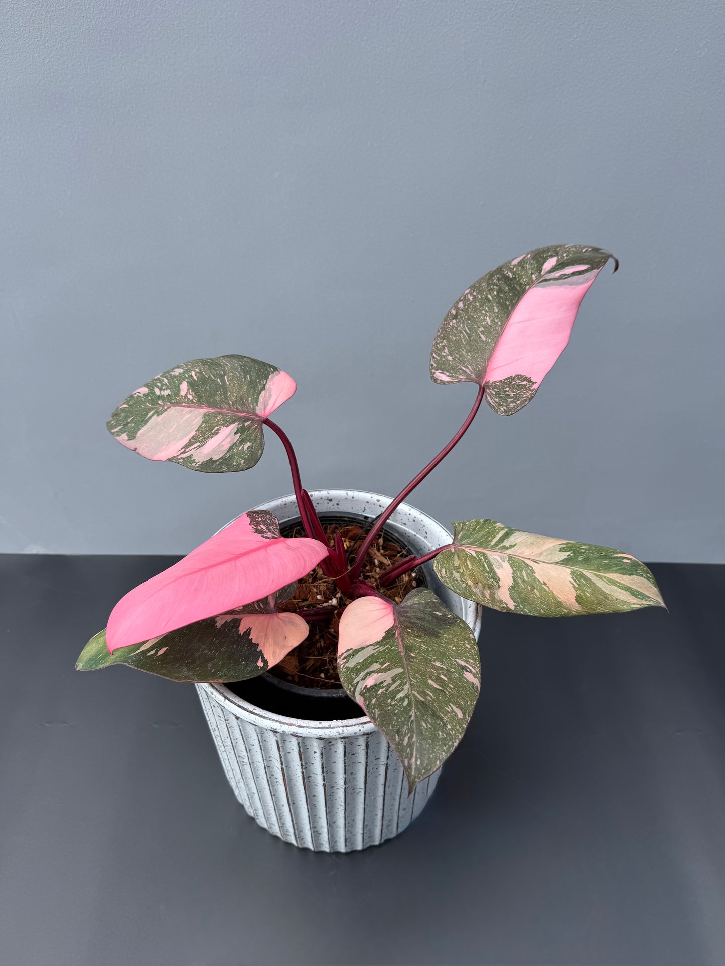 Philodendron Pink Princess Galaxy