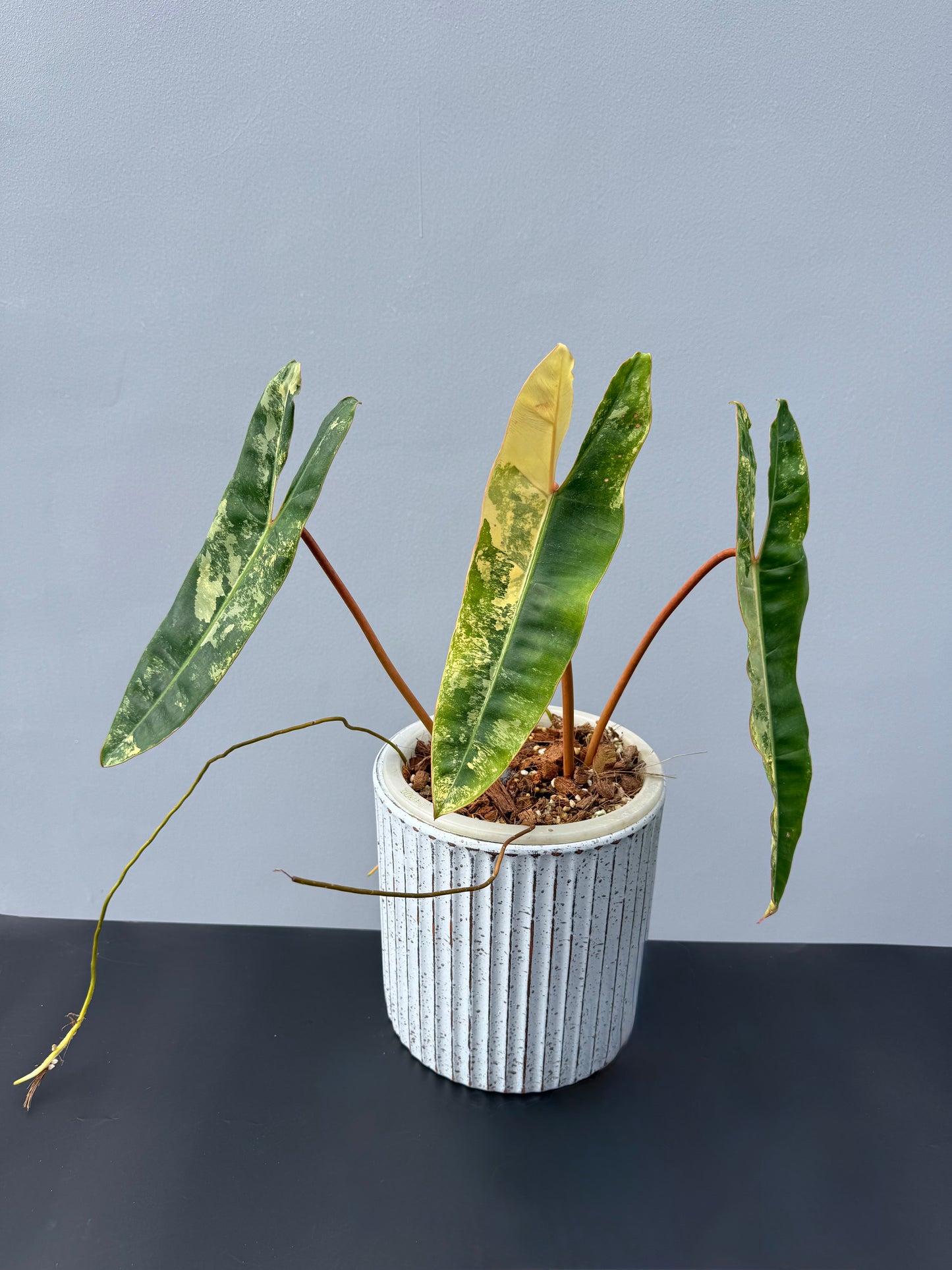 Philodendron Billietiae Variegata