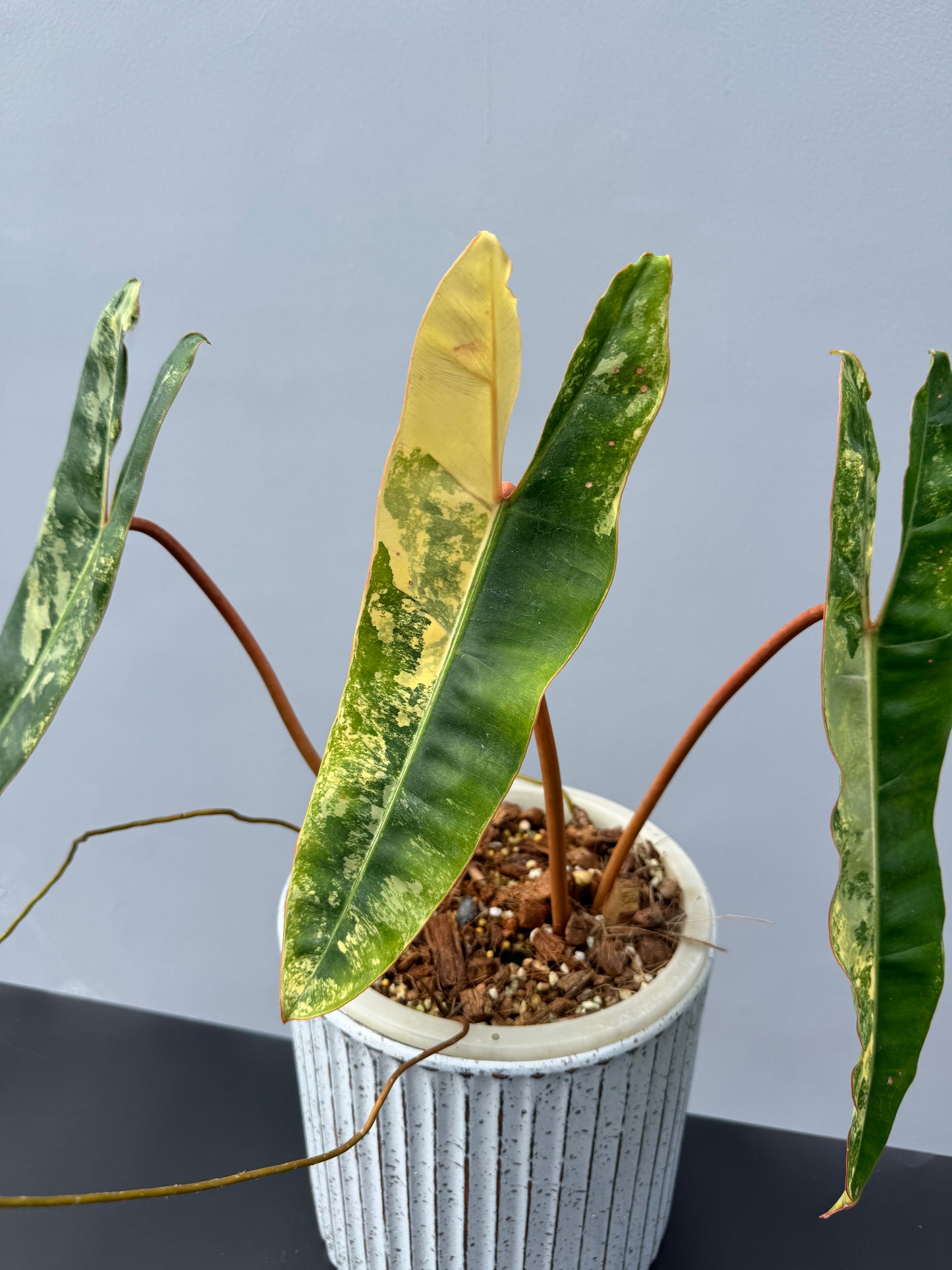 Philodendron Billietiae Variegata