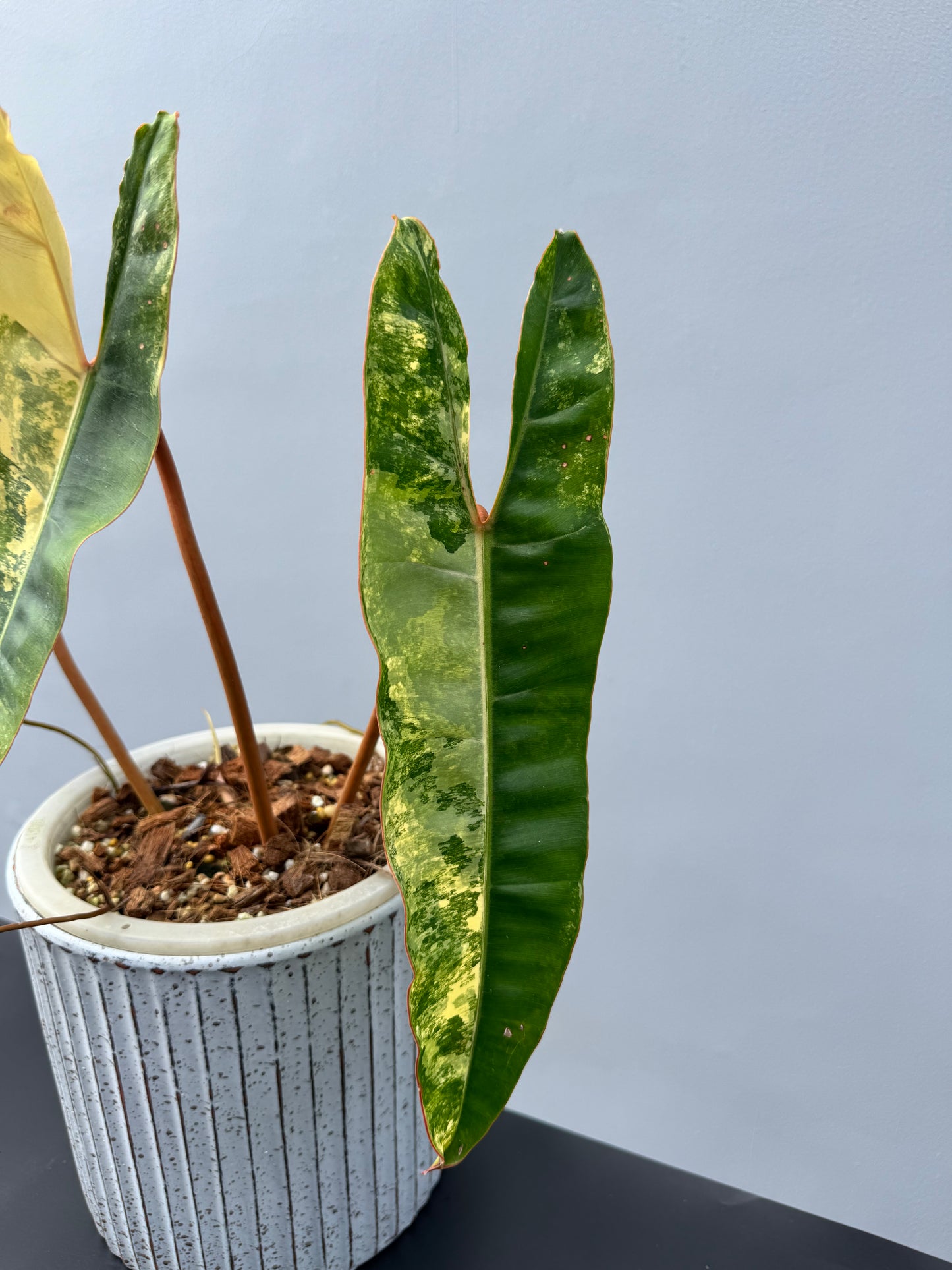 Philodendron Billietiae Variegata