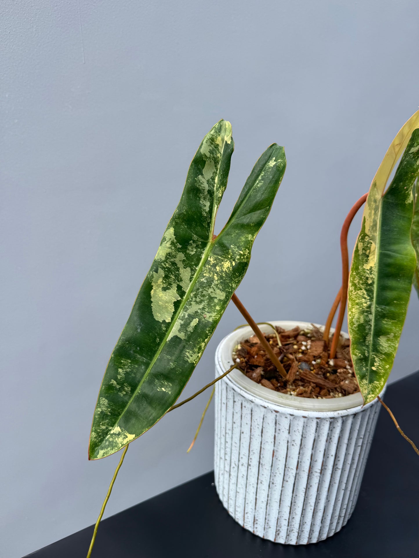 Philodendron Billietiae Variegata