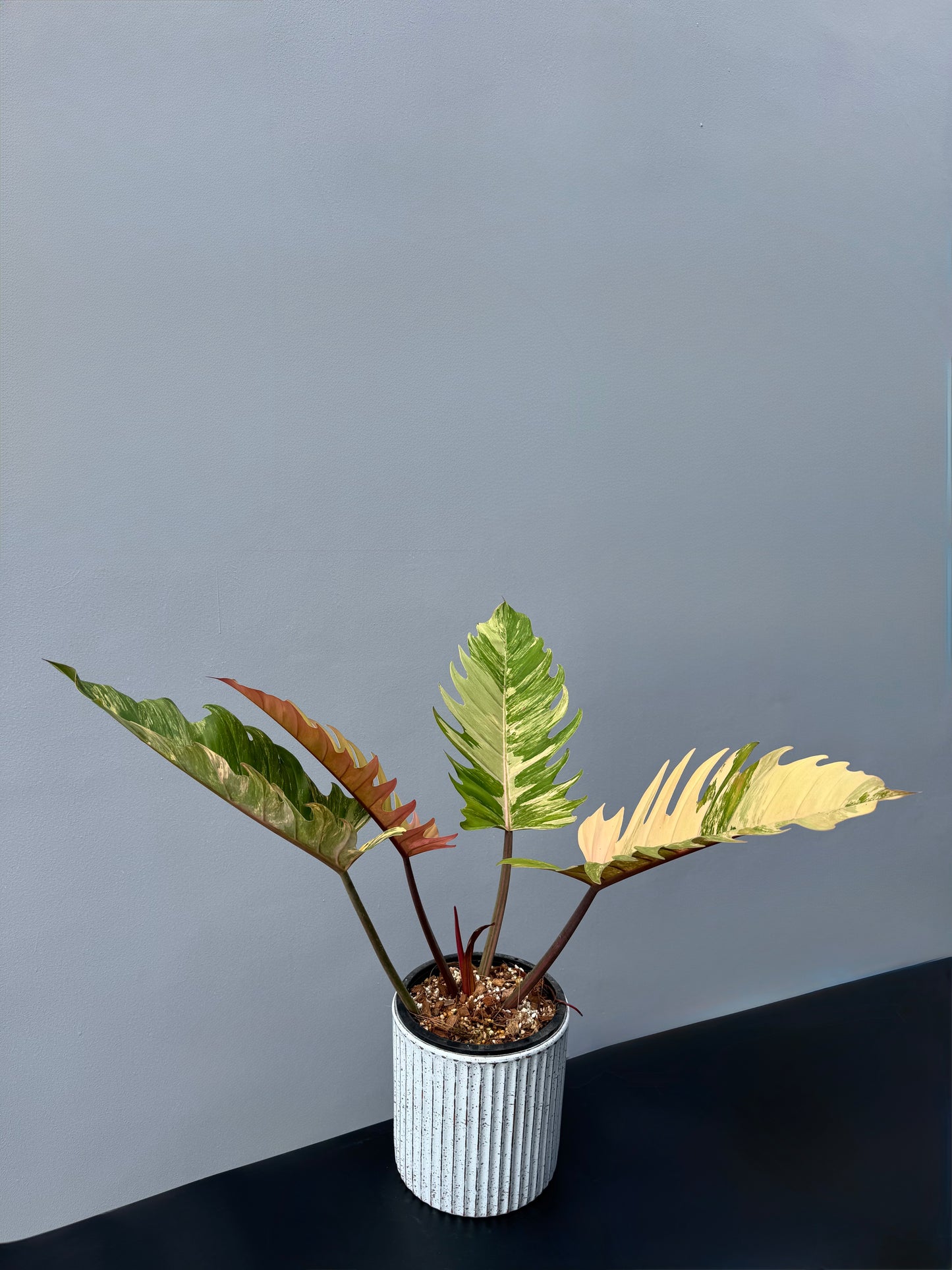 Philodendron Caramel Marble