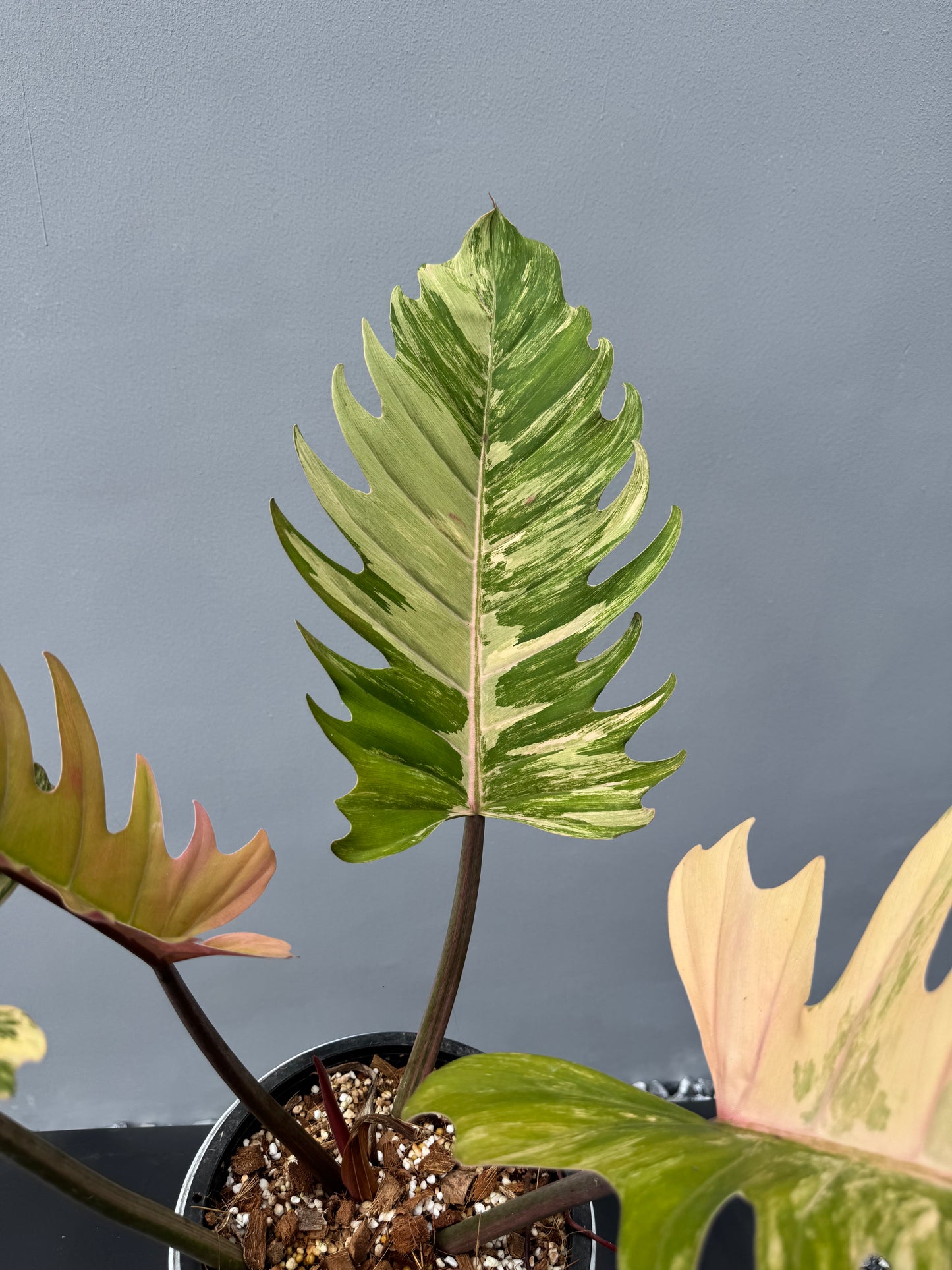 Philodendron Caramel Marble