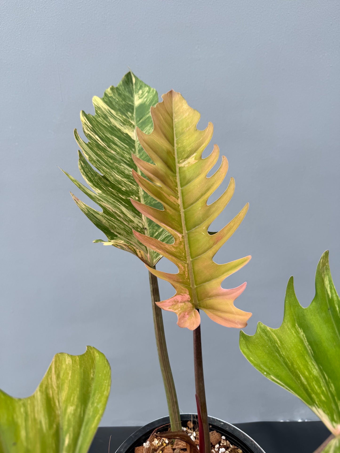 Philodendron Caramel Marble