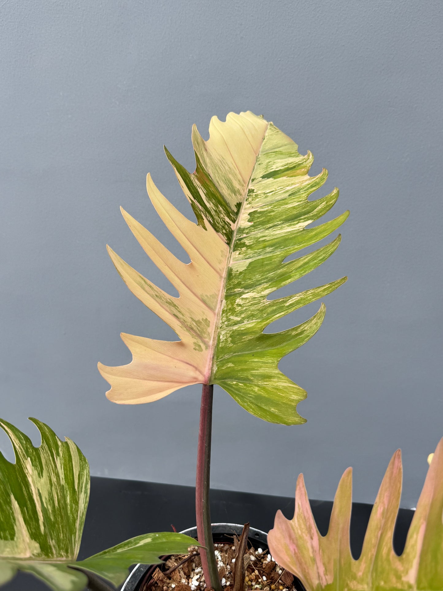 Philodendron Caramel Marble