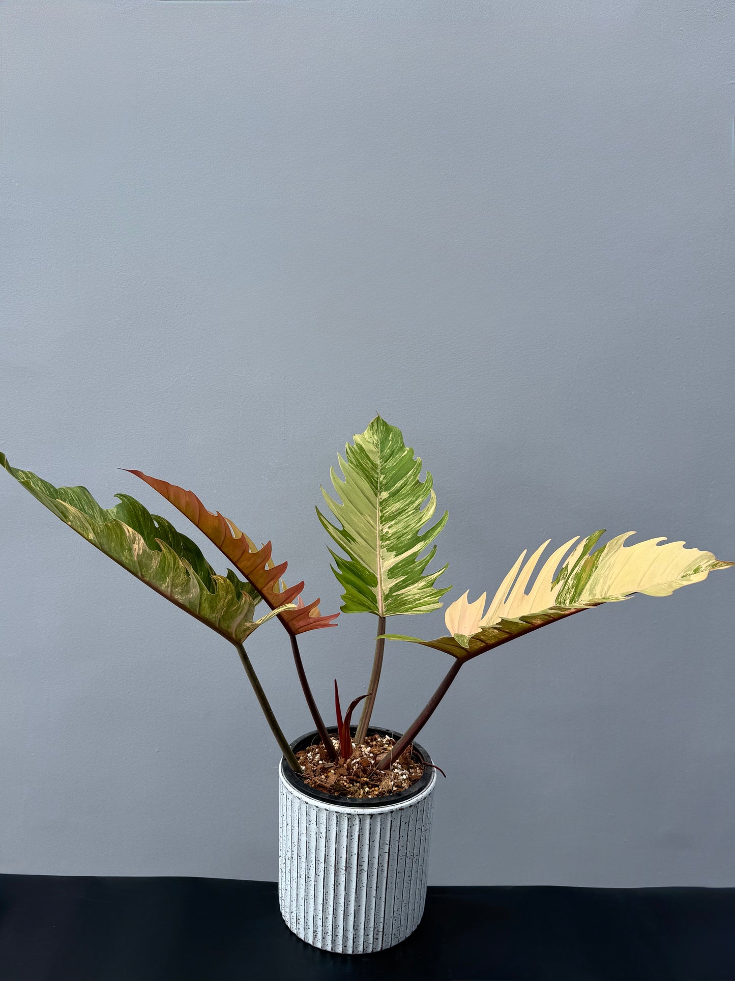 Philodendron Caramel Marble