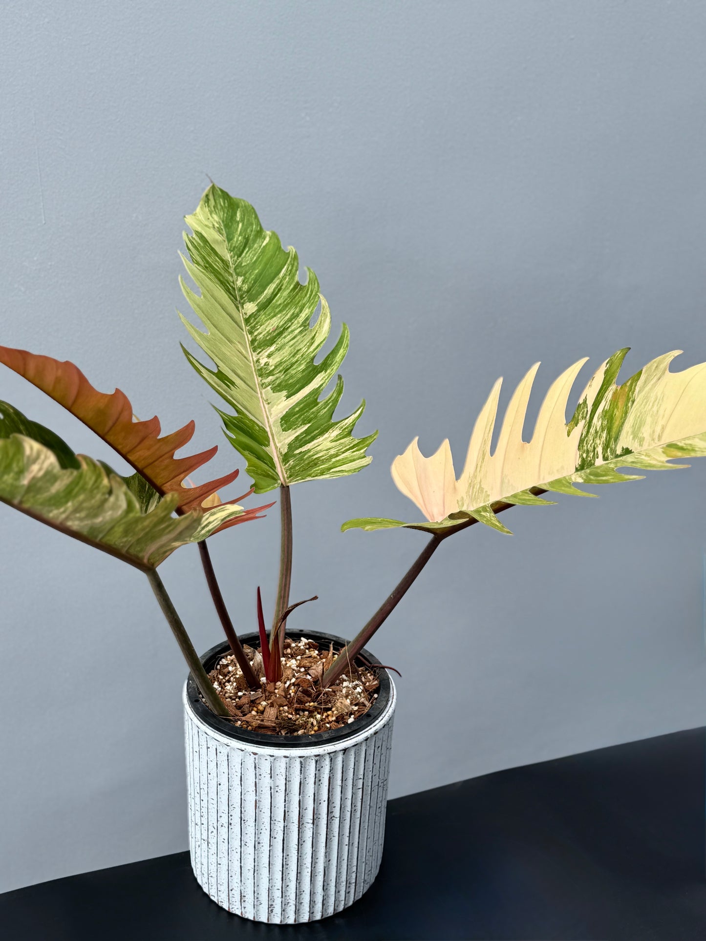 Philodendron Caramel Marble