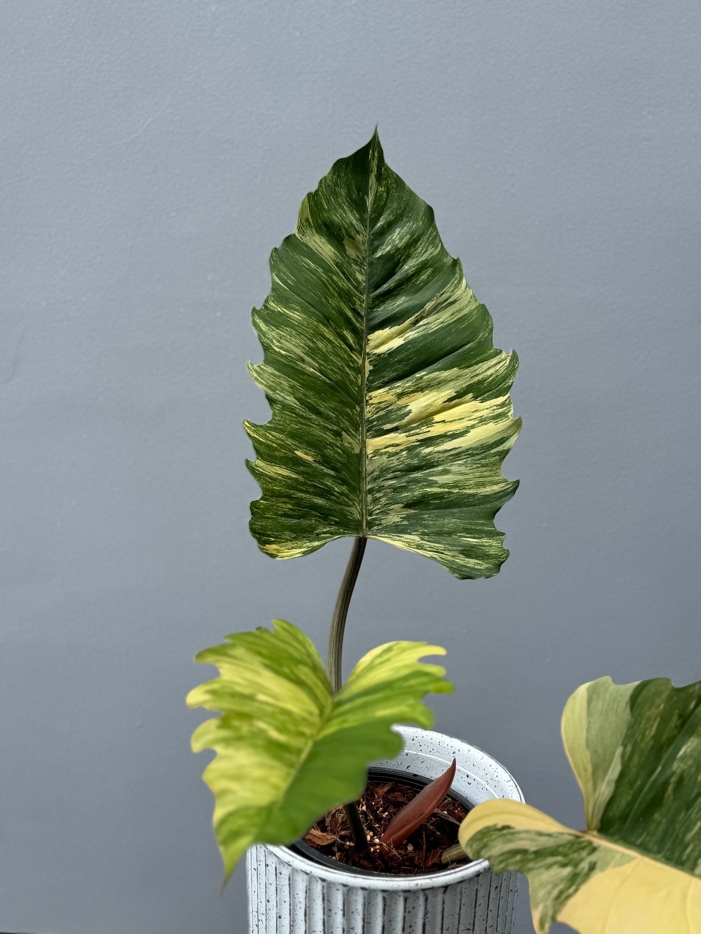 Philodendron Caramel Marble